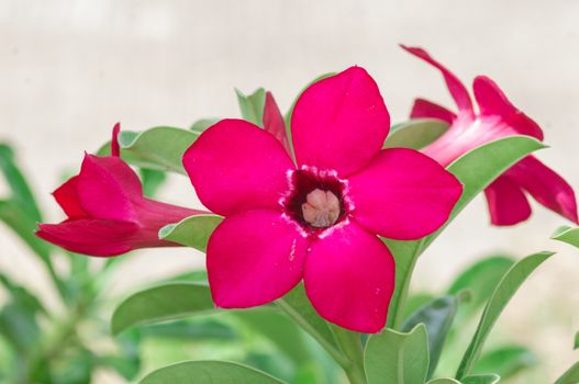 Adenium obesum , Desert Rose, Impala Lily, Mock Azalea, flower