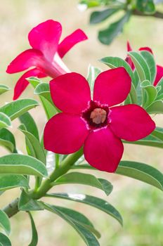 Adenium obesum , Desert Rose, Impala Lily, Mock Azalea, flower