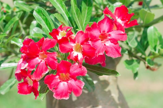 Adenium obesum , Desert Rose, Impala Lily, Mock Azalea, flower