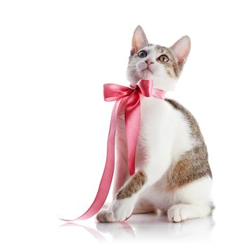 Kitten with a bow. The kitten with a pink tape. Multi-colored small kitten. Kitten on a white background. Small predator. Small cat.