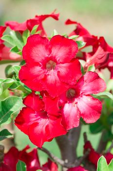 Adenium obesum , Desert Rose, Impala Lily, Mock Azalea, flower