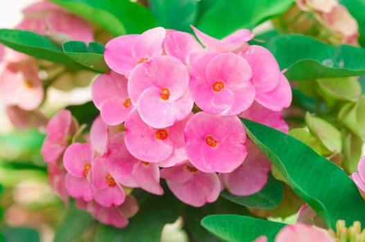 Crown of thorns flowers , Euphorbia milli Desmoul