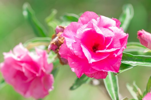 Adenium obesum , Desert Rose, Impala Lily, Mock Azalea, flower