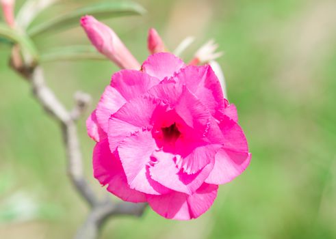 Adenium obesum , Desert Rose, Impala Lily, Mock Azalea, flower