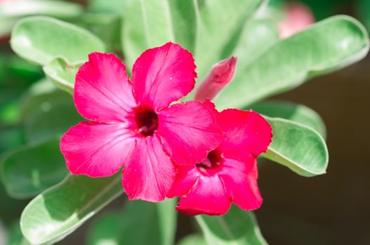 Adenium obesum , Desert Rose, Impala Lily, Mock Azalea, flower