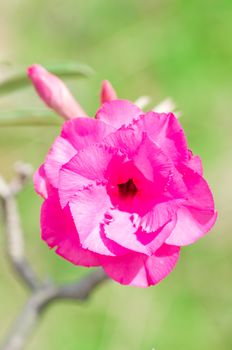 Adenium obesum , Desert Rose, Impala Lily, Mock Azalea, flower