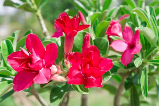 Adenium obesum , Desert Rose, Impala Lily, Mock Azalea, flower