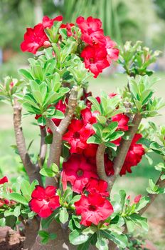 Adenium obesum , Desert Rose, Impala Lily, Mock Azalea, flower