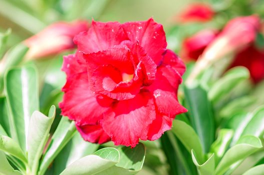 Adenium obesum , Desert Rose, Impala Lily, Mock Azalea, flower