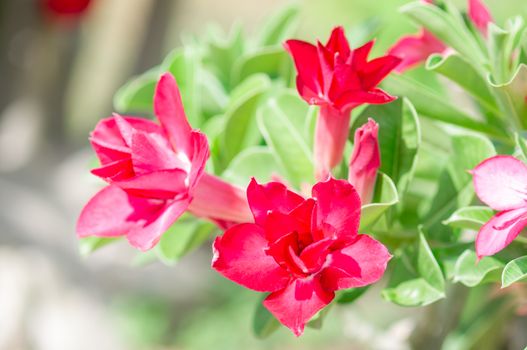 Adenium obesum , Desert Rose, Impala Lily, Mock Azalea, flower