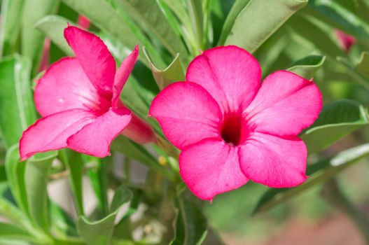 Adenium obesum , Desert Rose, Impala Lily, Mock Azalea, flower