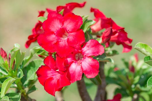 Adenium obesum , Desert Rose, Impala Lily, Mock Azalea, flower