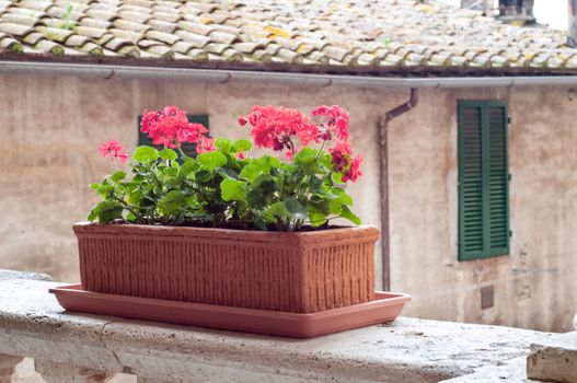 red geranium flowers in pot, at background antique wall, Tuscany
