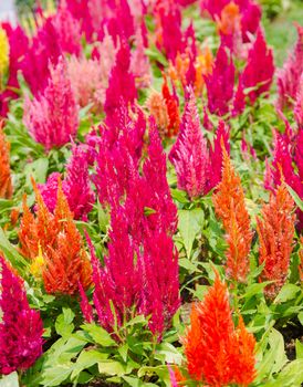 Colorful cockscomb flowers