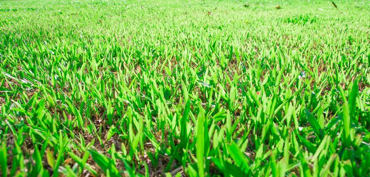 Tropical green grass background