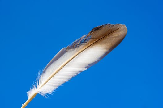 Pigeon feather on blue sky background