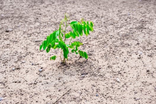 Small plant is growthing on dry soil