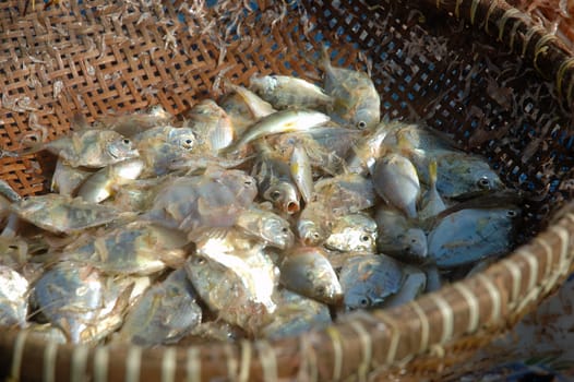 pangandaran, indonesia-july 16, 2011: fish that captured by fisherman at pangandaran beach, west java-indonesia.