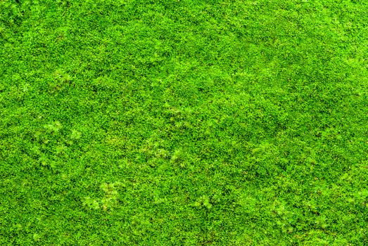 Green moss backgruond close up