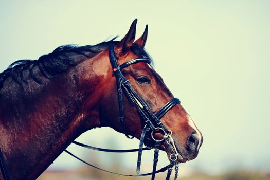 Brown stallion. Portrait of a sports brown horse. Riding on a horse. Thoroughbred horse. Beautiful horse.