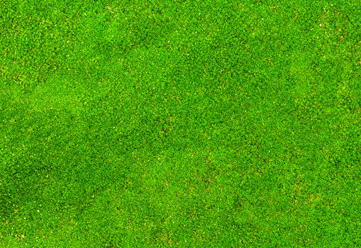 Green moss backgruond close up