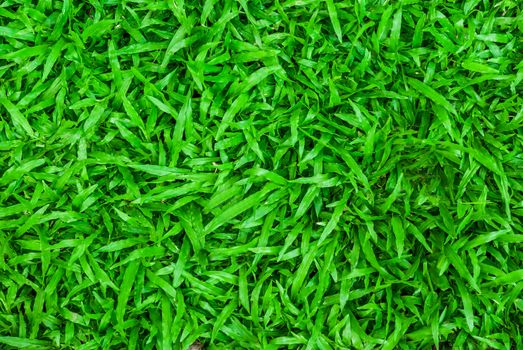 Tropical carpet green grass background