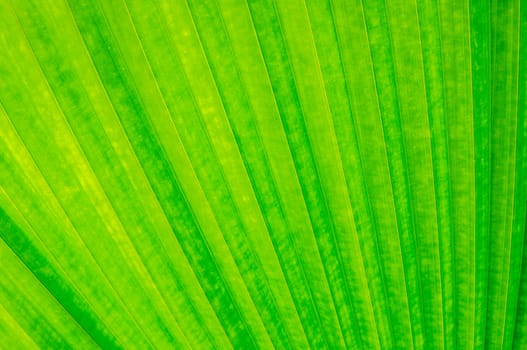 Green leaf of a plant macro, closeup