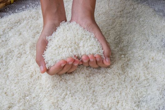 Thai jasmine rice on hand