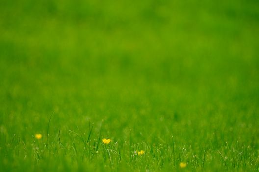 Background of Fresh Green Grass Outdoors. Focus on Yellow Flowers