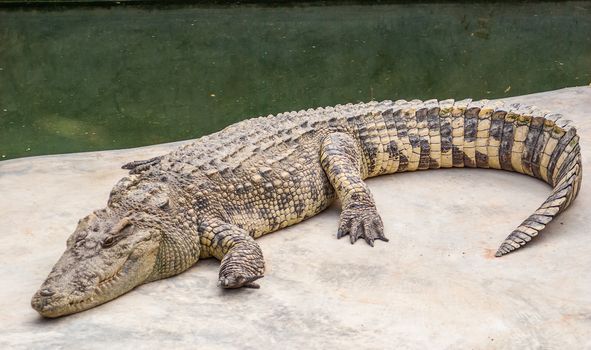 Crocodile is between land and water