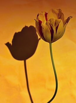 Tulip with shadow and yellow and orange background 