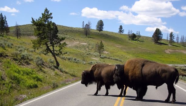 Bison, Bison bison, Yellowstone, USA 