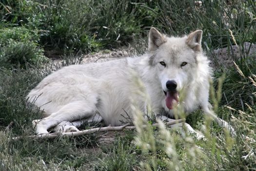 White wolf in Yelowstone national park