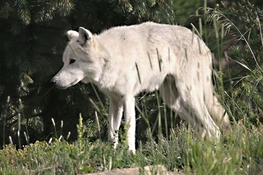 White wolf in Yelowstone national park