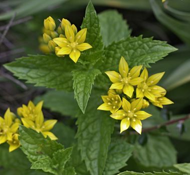 mint and garlic flower