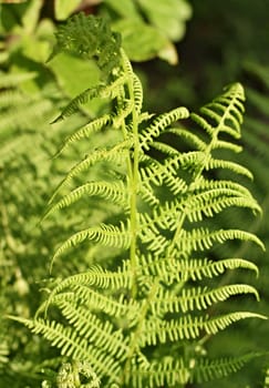 green leaves of fern in forest and green background