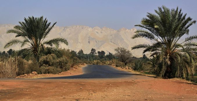 Kharga oasis ,the road with date trees and mountains
