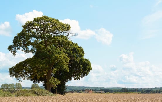 Oak trees border the edge of a farm field full of wheat. Traditional Kent oast houses stand in the distance.