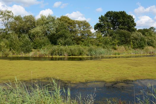 Thick green weed and algae covers a pond, looking deceptively like firm land. The water is edged by reeds and trees in full leaf.