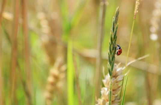 Seven spot ladybird or ladybug climbs a grass seed head in a wheat field