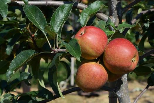 Three rosy red apples ripening on the tree branch in an orchard