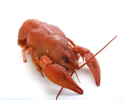 Isolated red boiled crawfish on the white background