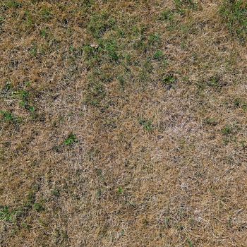 Old Grass texture, the photo of the dried grass