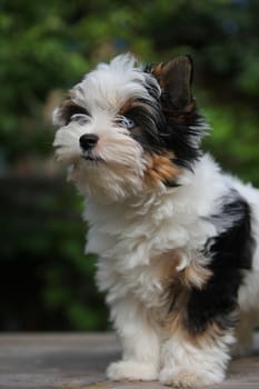 cheerful little tricolor puppy on a background of nature