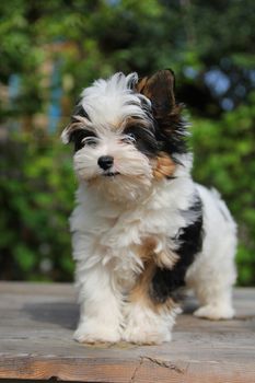 cheerful little tricolor puppy on a background of nature