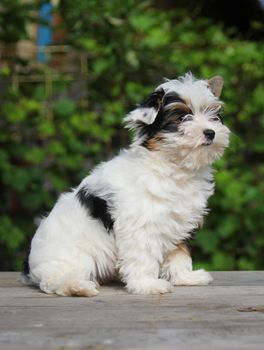 cheerful little tricolor puppy on a background of nature