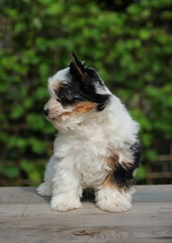 cheerful little tricolor puppy on a background of nature