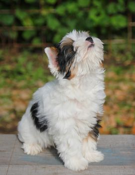 cheerful little tricolor puppy on a background of nature