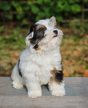 cheerful little tricolor puppy on a background of nature