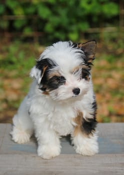 cheerful little tricolor puppy on a background of nature